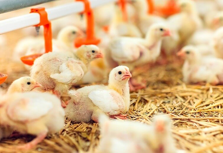 Improving Supply Chain Insights for Poultry Farming
