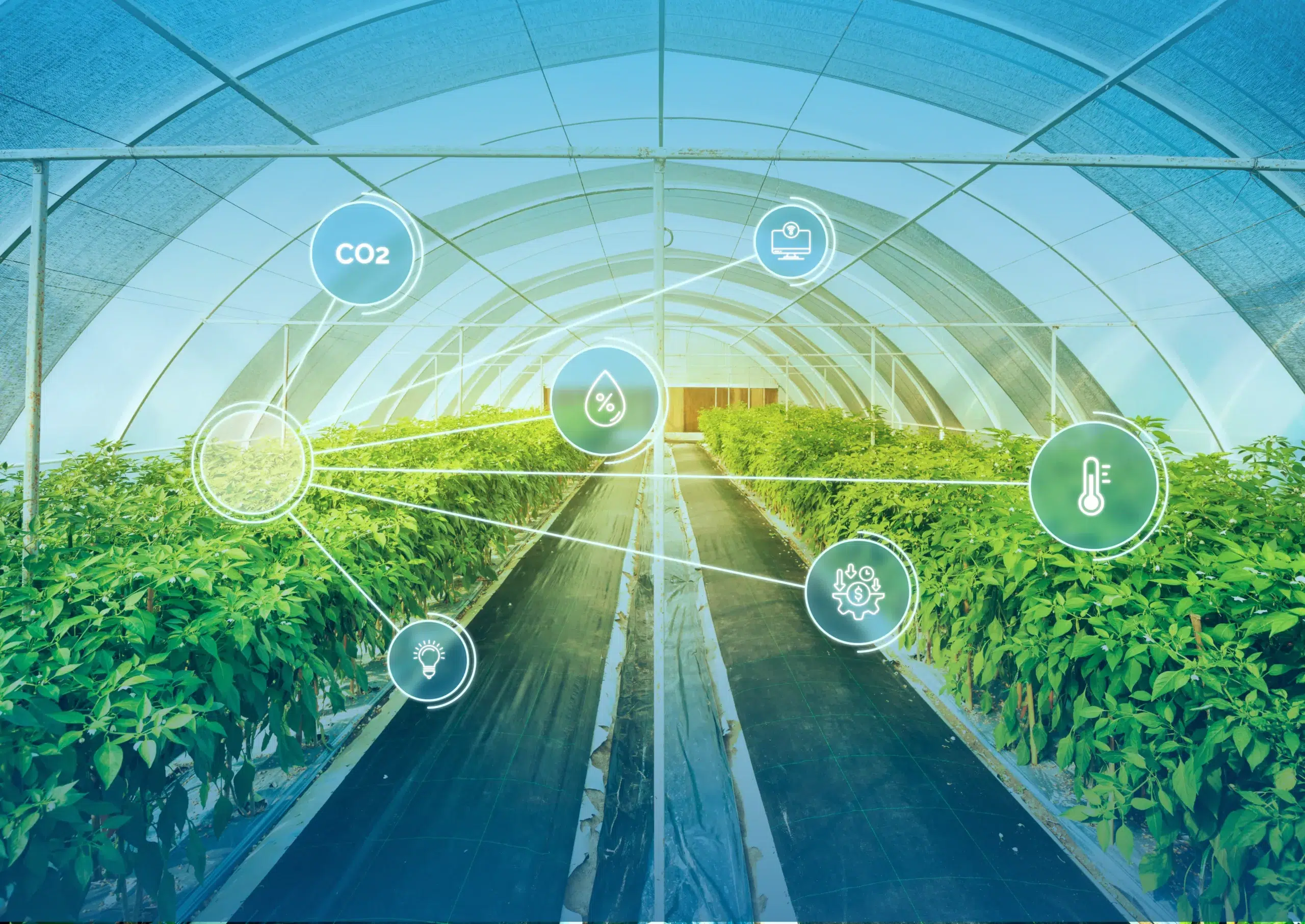 The Role of IoT Sensors in Agriculture